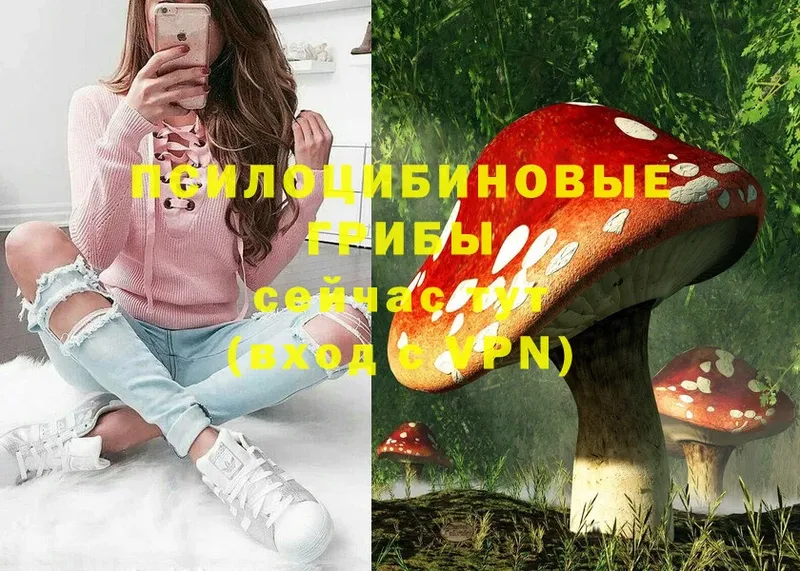 ОМГ ОМГ tor  продажа наркотиков  Белёв  Галлюциногенные грибы Psilocybine cubensis 